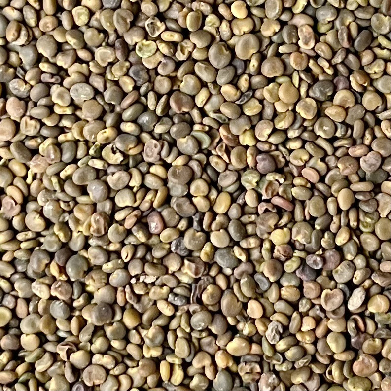 沙苑子/沙蒺藜泡水补肾助阳、固精缩尿、养肝明目