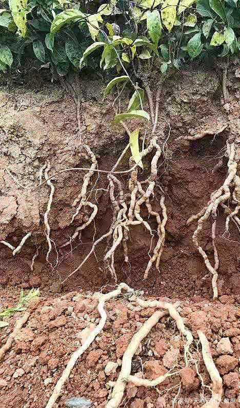 中药材精选10年以上野生巴戟天16oz抽芯正宗广东德庆九蒸九晒盐熟制中药材巴戟天 asianstore11