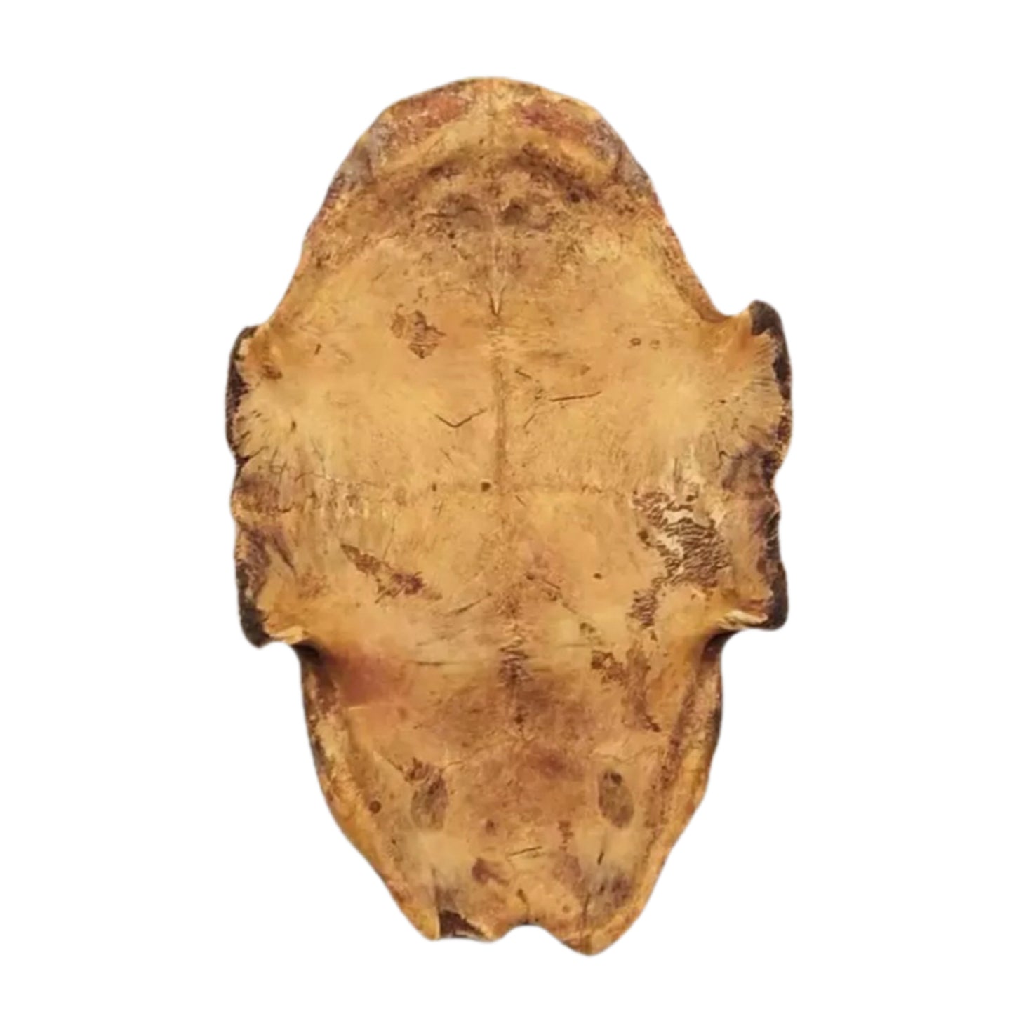 古法炙龟甲/制龟板滋阴潜阳、益肾强骨、养血补心、固经止崩