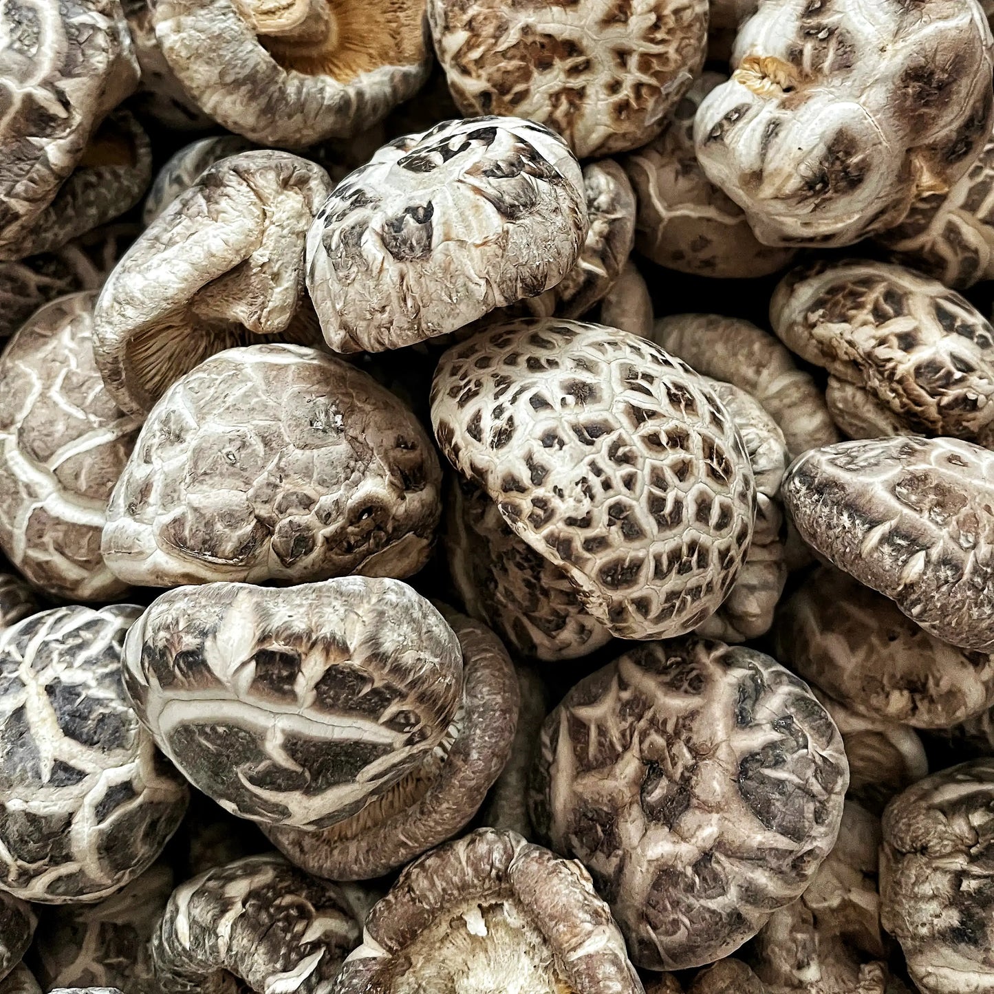 优质特级超靓超大白花菇干货肉厚爽滑泡发率高16oz 亚洲商店11