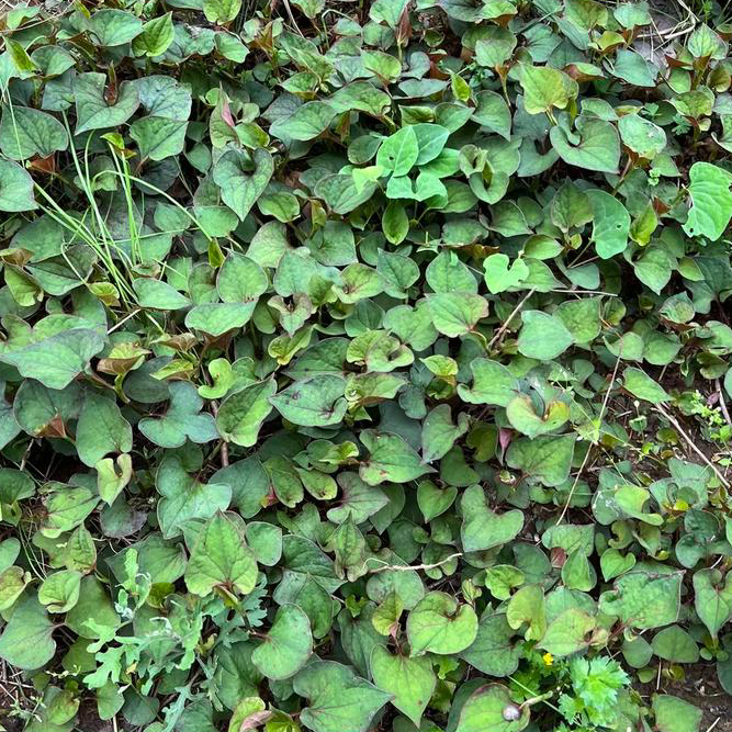 中药材 天然鱼腥草16oz狗贴耳泡水清热解毒、杀菌利尿、提高免疫力 亚洲商店11