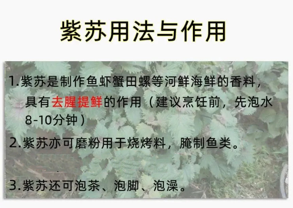 中草药野生紫苏叶16oz海鲜祛腥绝配香料 泡水泡脚行气和胃、理气安胎、解表散寒、抗菌消炎等 亚洲商店11