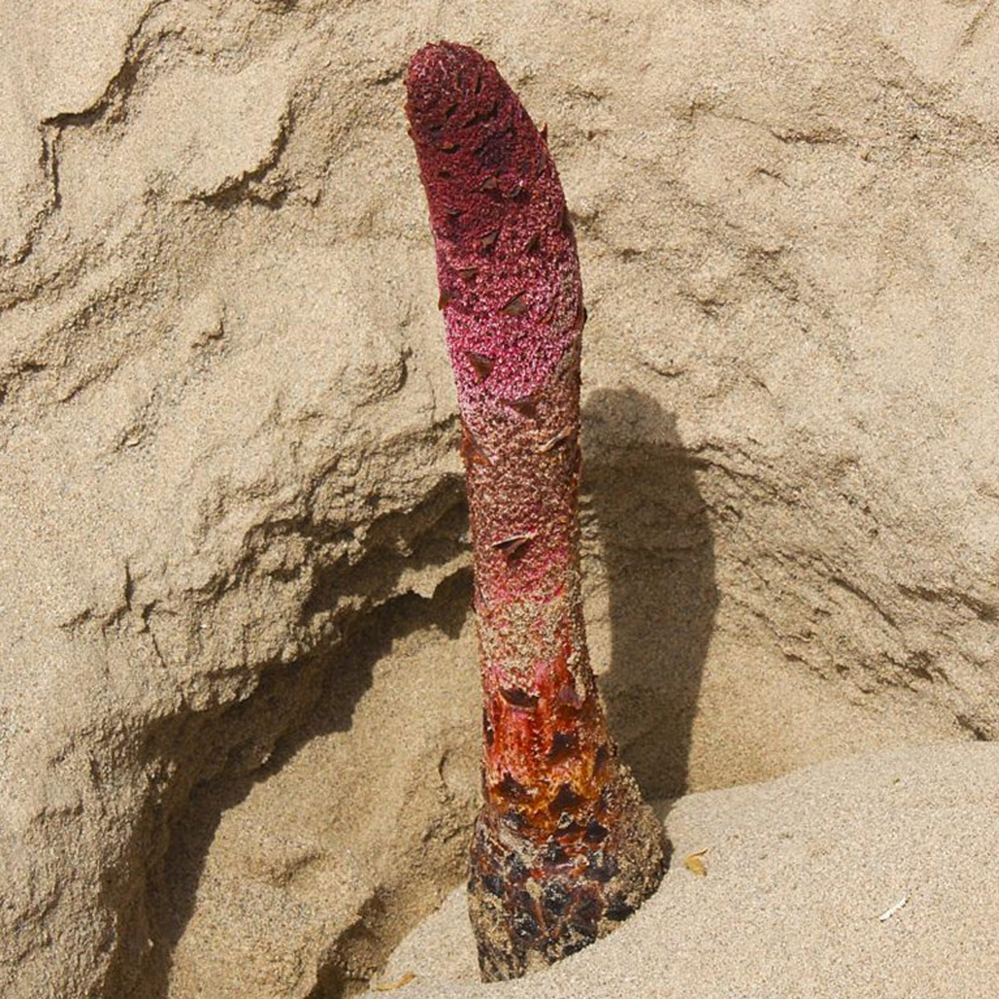 内蒙古阿拉善野生锁阳16oz整根中药材 补肾壮阳 润肠通便 亚洲商店11