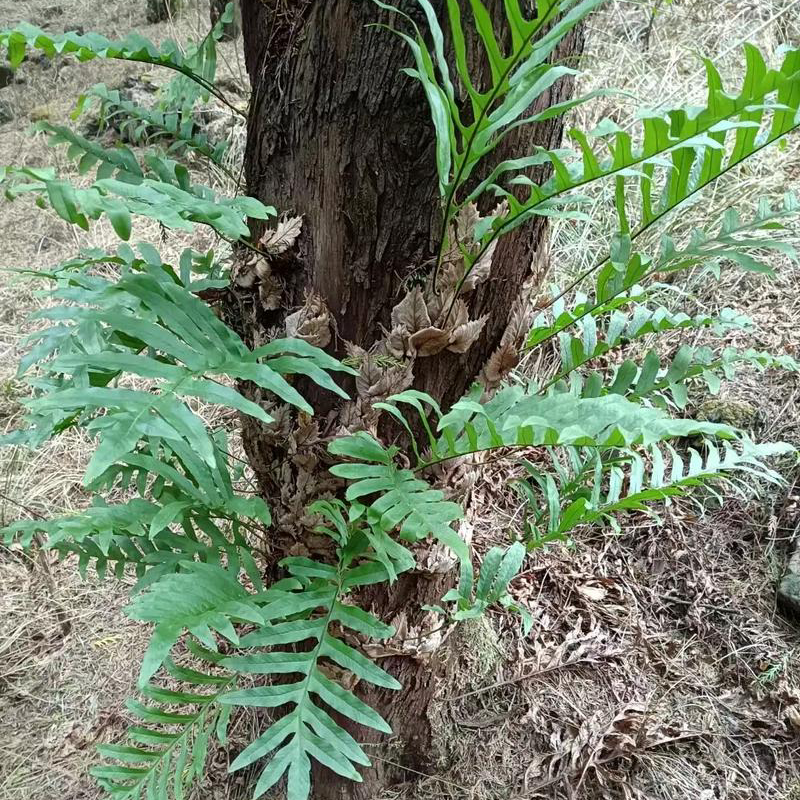 正品野生骨碎补 活血化淤、疗伤止痛、补肾强骨