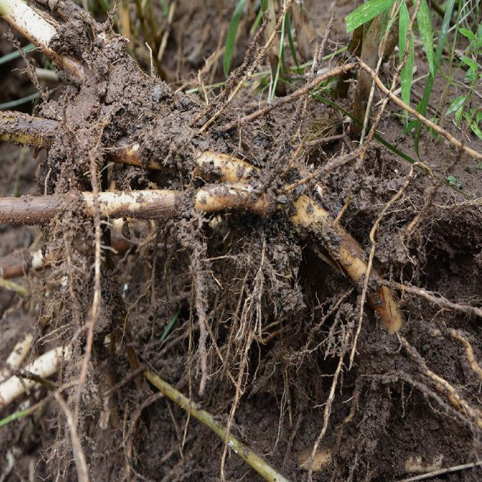 中药材 天然野生芦根16oz 清肺胃热、生津止渴、除烦止呕 亚洲商店11