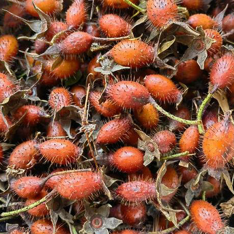 中药材 天然野生金樱子肉16oz泡水泡酒固精缩尿、固崩止带、涩肠止泻 亚洲商店11