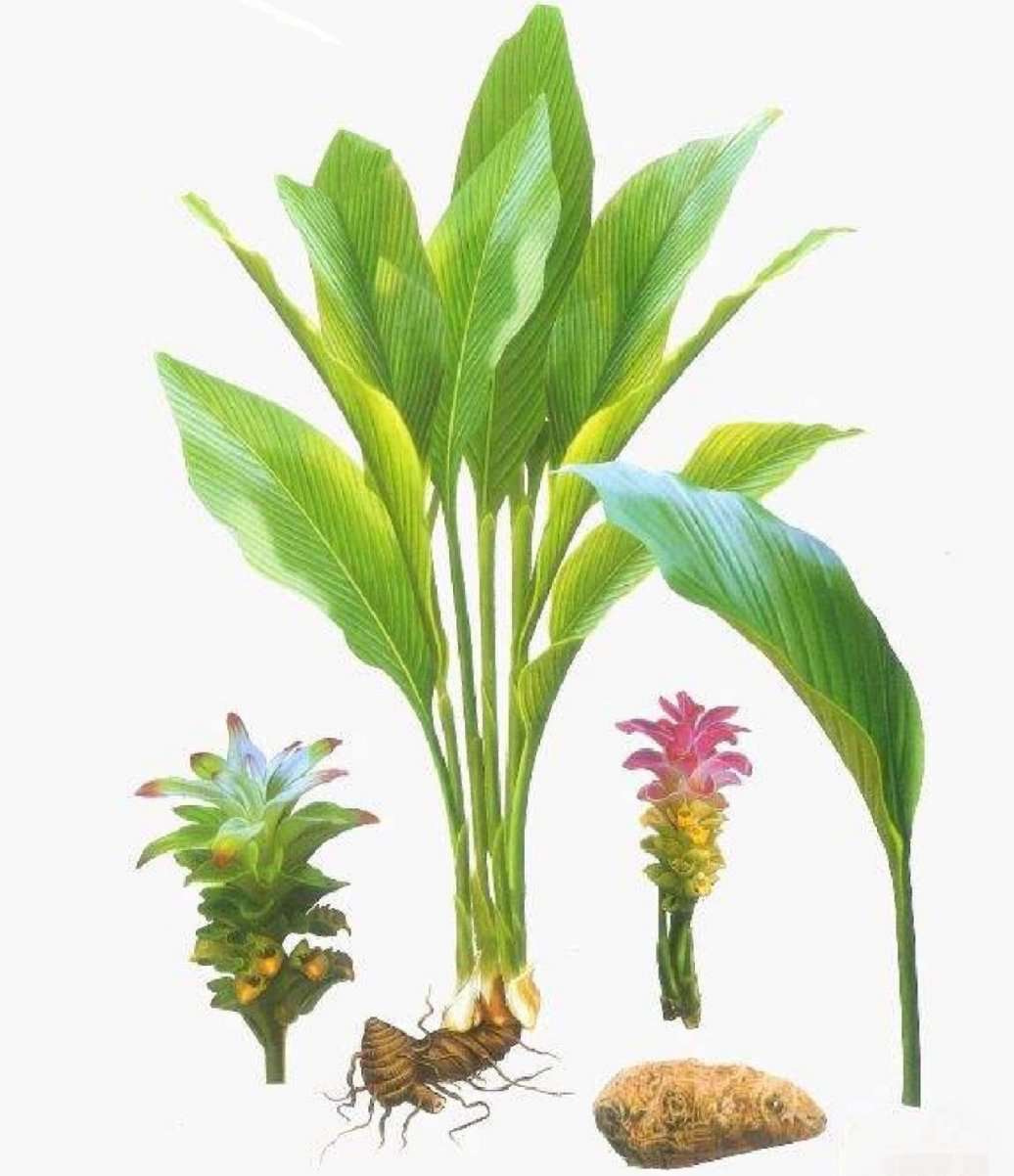 天然广莪术 活血化瘀、消积止痛、行气破血