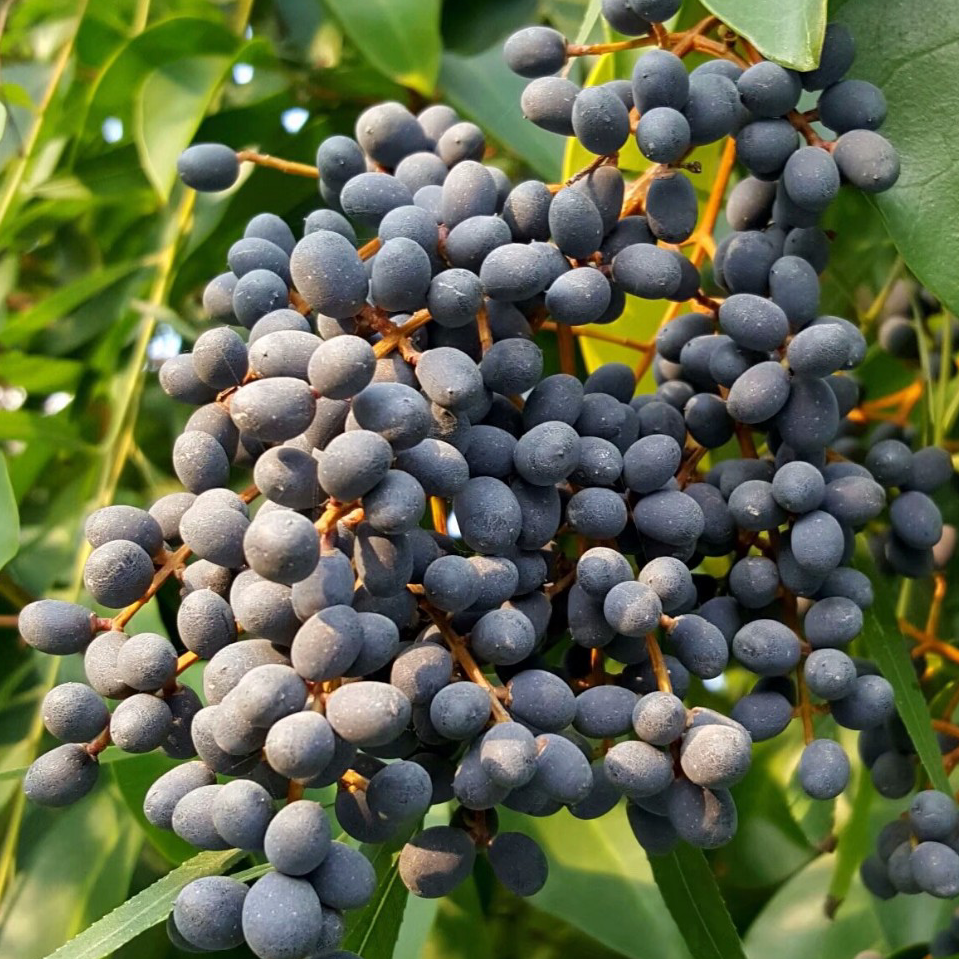 天然女贞子/女真子 泡水滋补肝肾、明目乌发、强筋健体