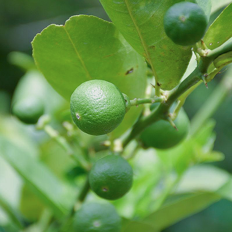 麸炒陈年枳实/酸橙幼果泡水破气消积,化痰散痞、清热燥湿