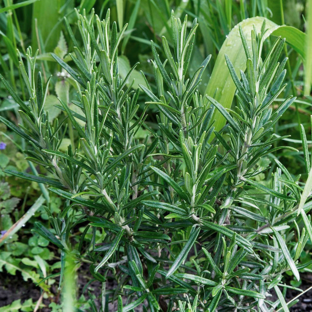 天然迷迭香 健脾消食、安神醒脑、祛风止痛 辛香料大全
