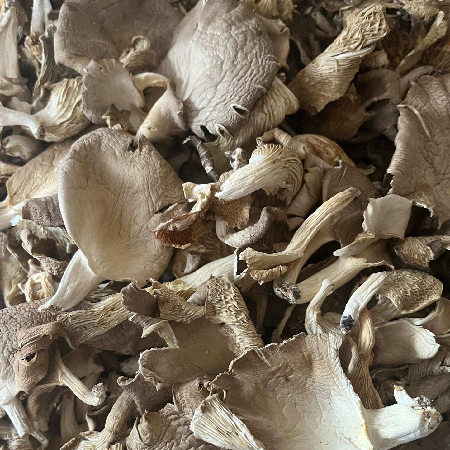 洛阳伊川特产干平菇4oz 营养丰富新鲜可口