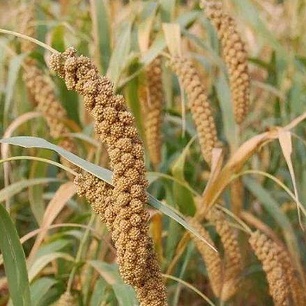 农家炒谷芽 健脾开胃、消食化积、舒肝理气