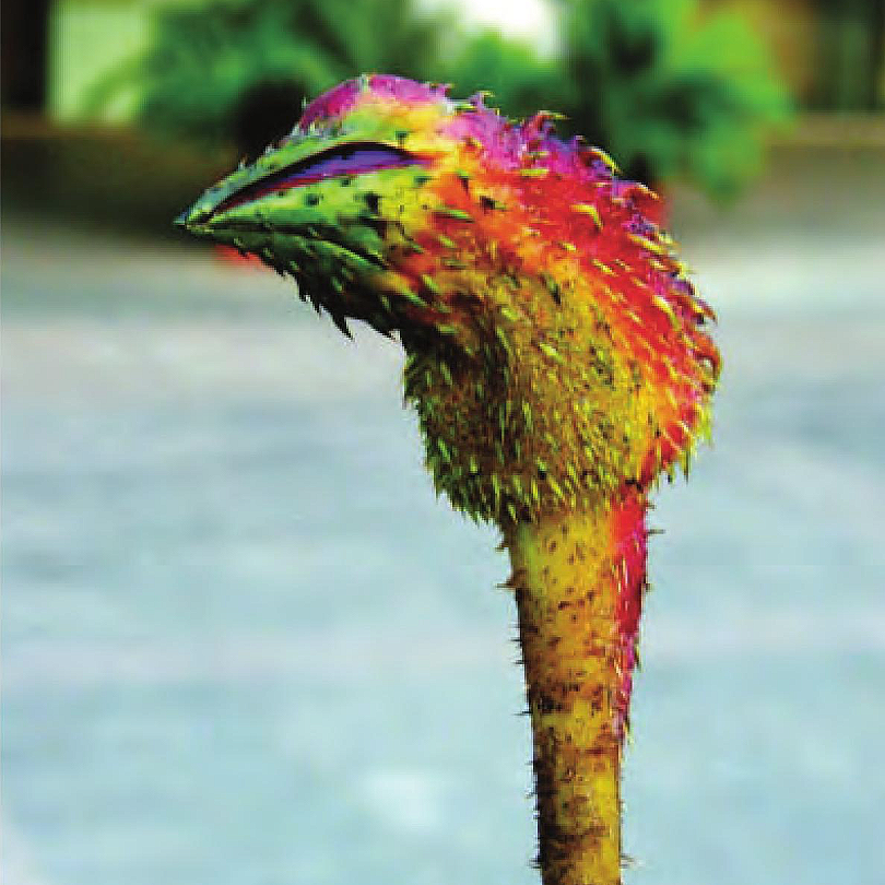 芡实半16oz 鸡头芡实米泡水益肾固精、强身健体 亚洲商店11