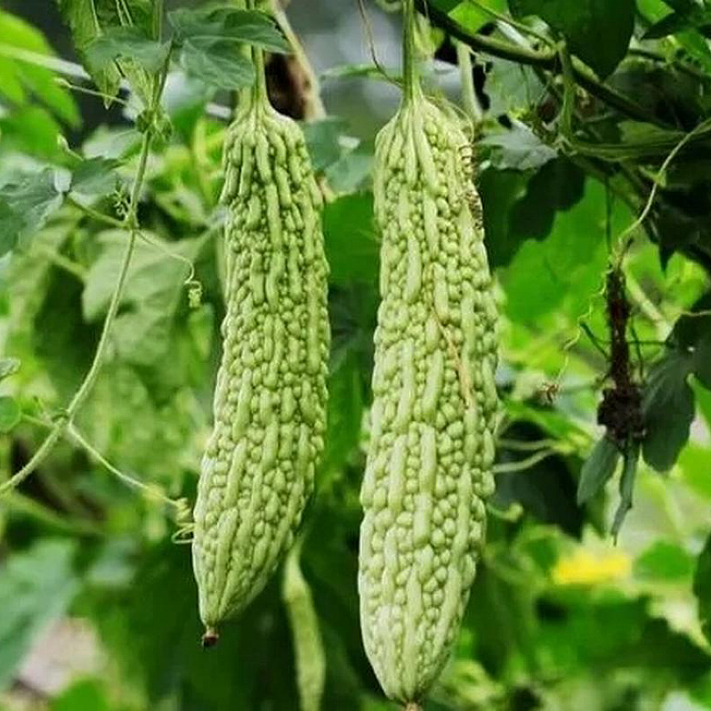 苦瓜干 煲汤泡水清热去火、排毒减肥、促进食欲