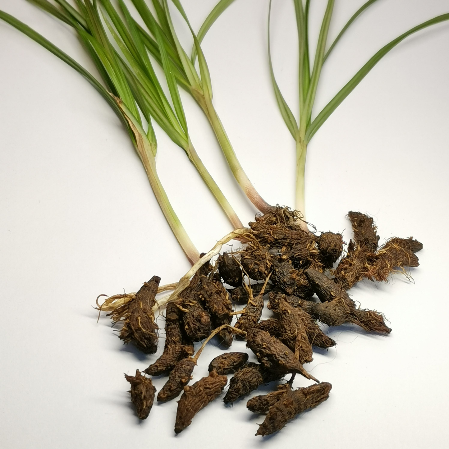 东香附沙草根16oz香附子具疏肝解郁、理气宽中、调经止痛 亚洲商店11