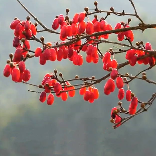 秦岭山萸肉/纯野生山茱萸补益肝肾、益精助阳、固精缩尿
