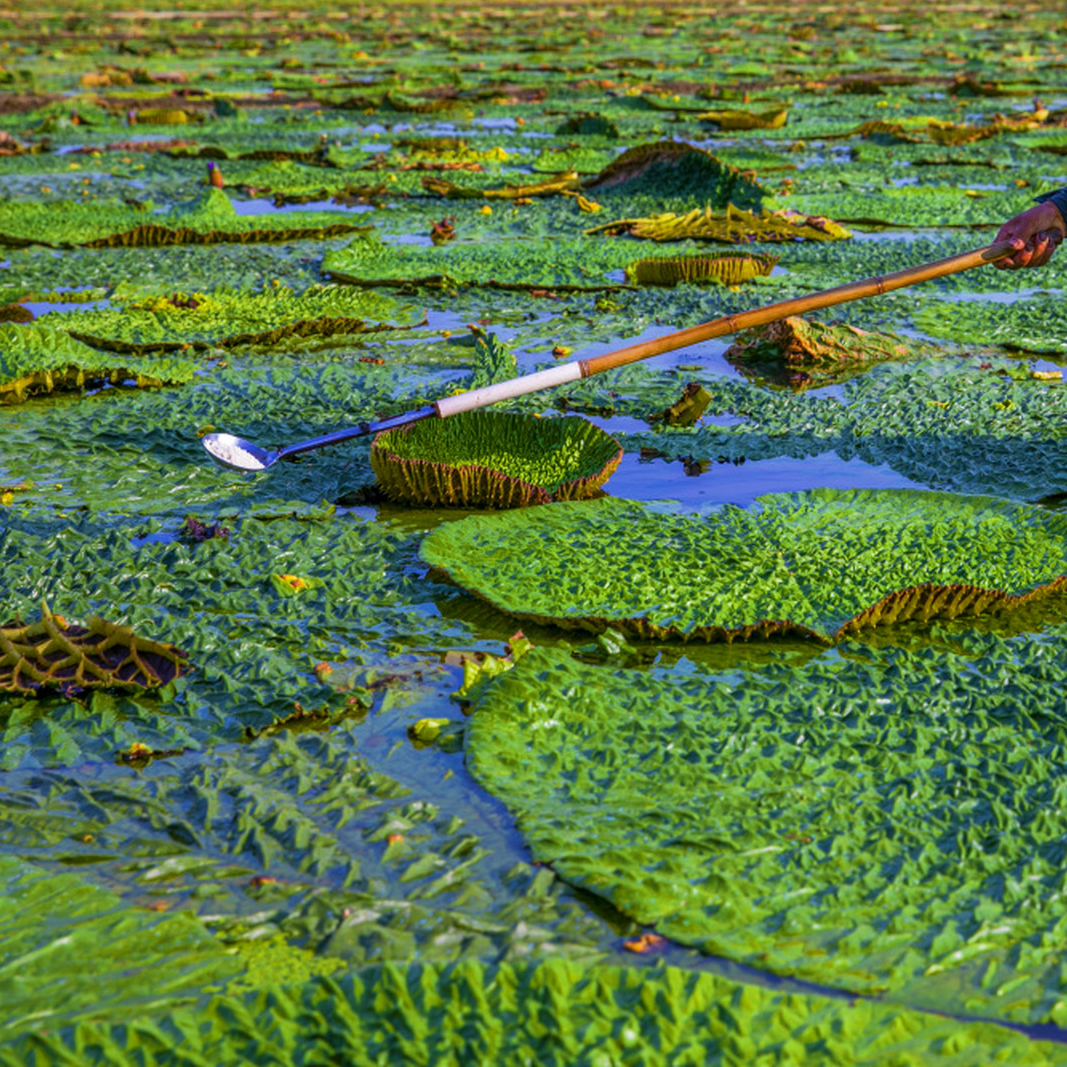 芡实茨实16oz 江西余干新鲜农家自产鸡头芡实米 益肾固精、除湿止带、健脾利胃 亚洲商行11