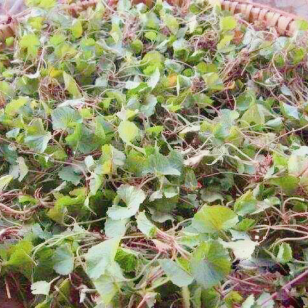 纯野生老江菜/积雪草雷公根崩大碗 清热利湿、解毒消肿