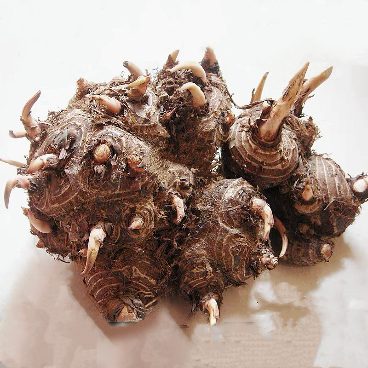 百眼开/野生狗爪芋干 九爪芋煲汤补气益肾 通便润肠 和胃健脾