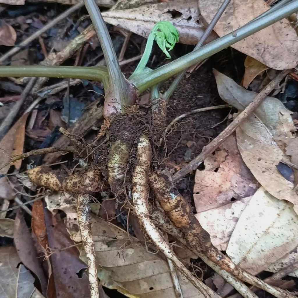 野生白芷16oz主根大片 解表散寒 活血止痛 祛斑除湿 辛香料大全 亚洲商店11