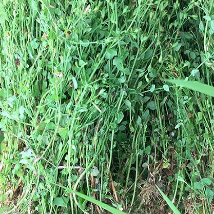 田基黄/地耳草泡水煲汤清热解毒 消肿利湿 保肝护脏 凉血活血