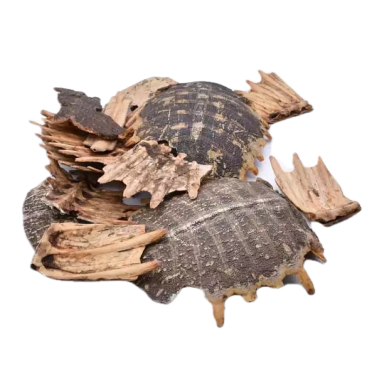 古法炙鳖甲 滋阴潜阳、退热除蒸、软坚散结、活血化淤