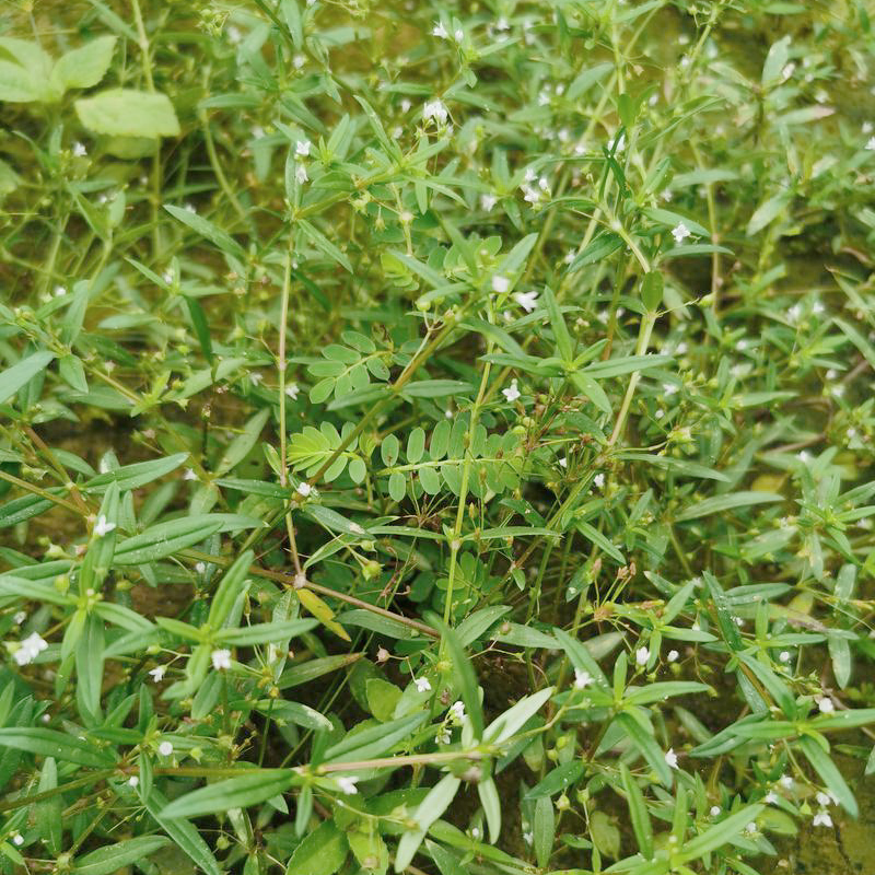 白花蛇舌草16oz 天然草本蛇针草、白花十字草清热解毒、利湿通淋 亚洲商店11