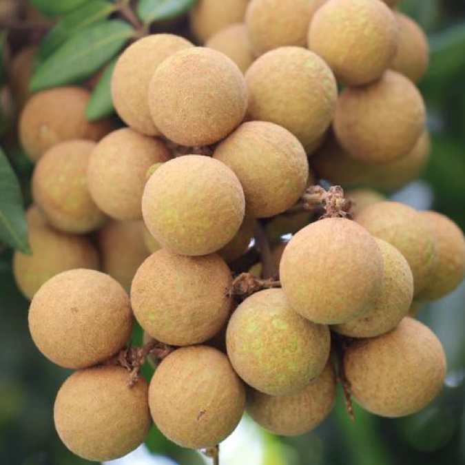 Natural Premium Longan Pulp / Sun-Dried, Additive-Free—Ready to Eat, Infuse in Water, or Use in Soup; Tonifies Qi, Nourishes Blood, Improves Appetite, Strengthens the Spleen, and Calms the Mind