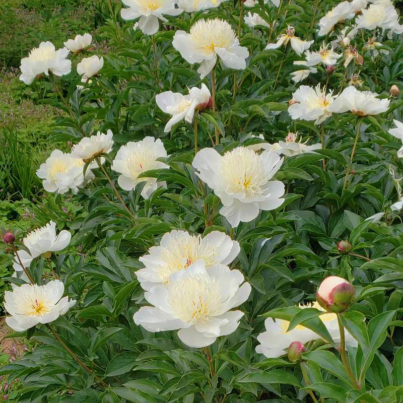 中药材 野白芍金芍药16oz泡茶煲汤养血调经、敛阴止汗、柔肝止痛、平抑肝阳等 亚洲商店11