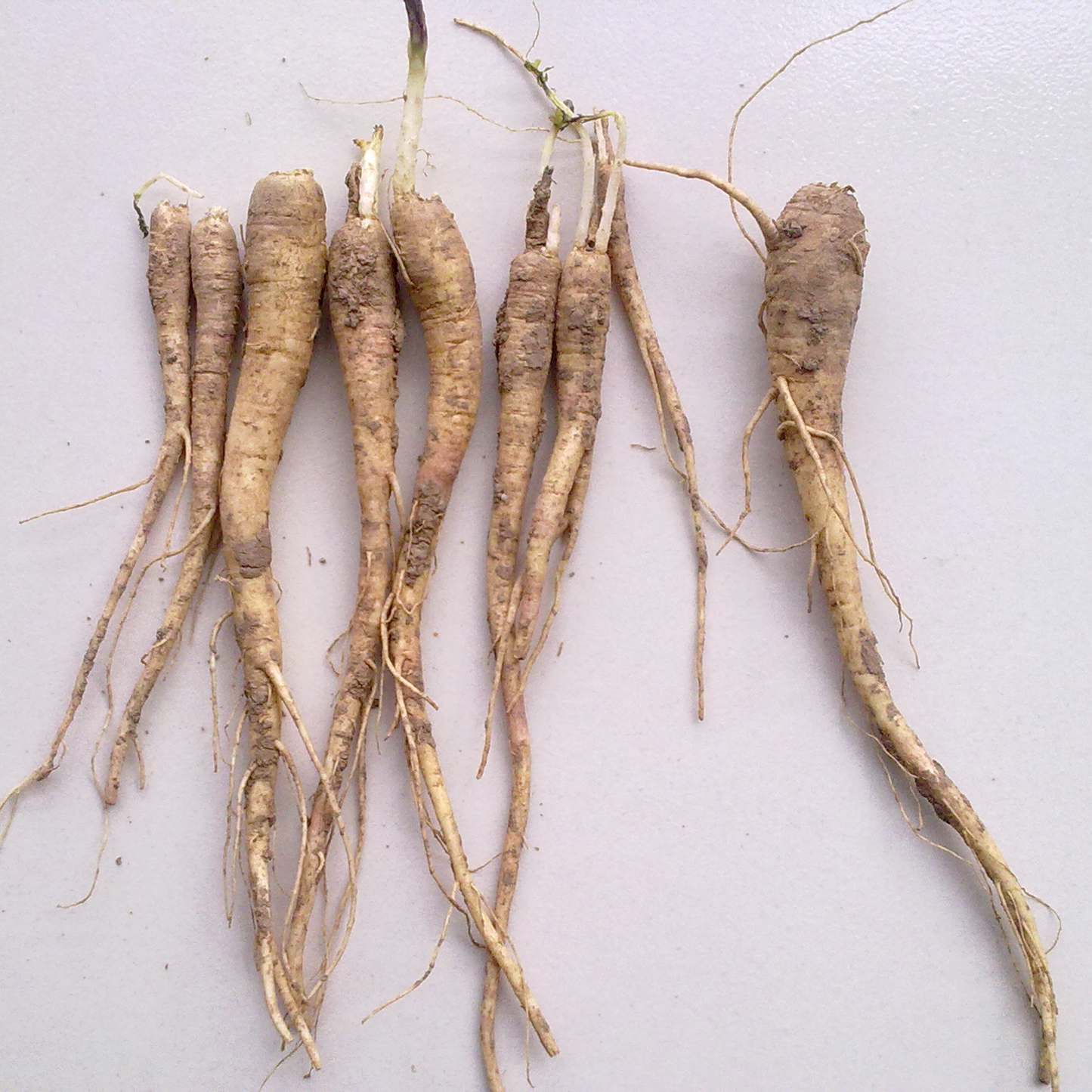 中药材 精选桔梗大圆片16oz煲汤泡水具宣肺利咽、止咳祛痰、排脓 亚洲商店11