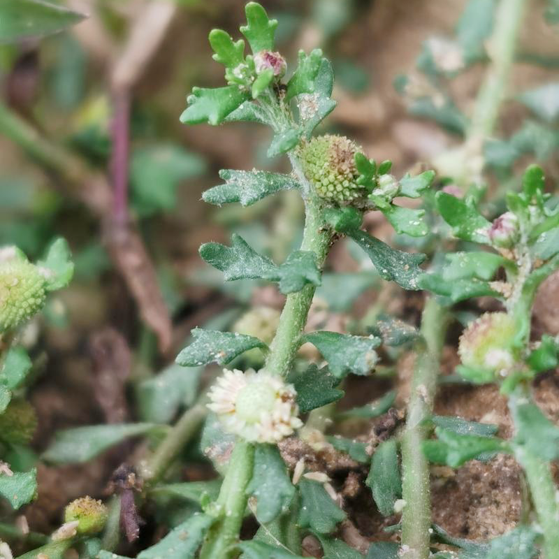 中药材 野生通鼻神草16oz鹅不食草通鼻窍、花粉症、发散风寒 亚洲商店11