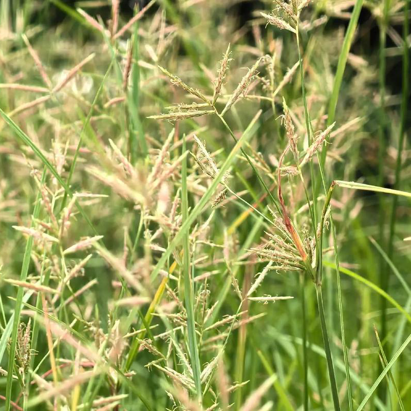 东香附沙草根16oz香附子具疏肝解郁、理气宽中、调经止痛 亚洲商店11