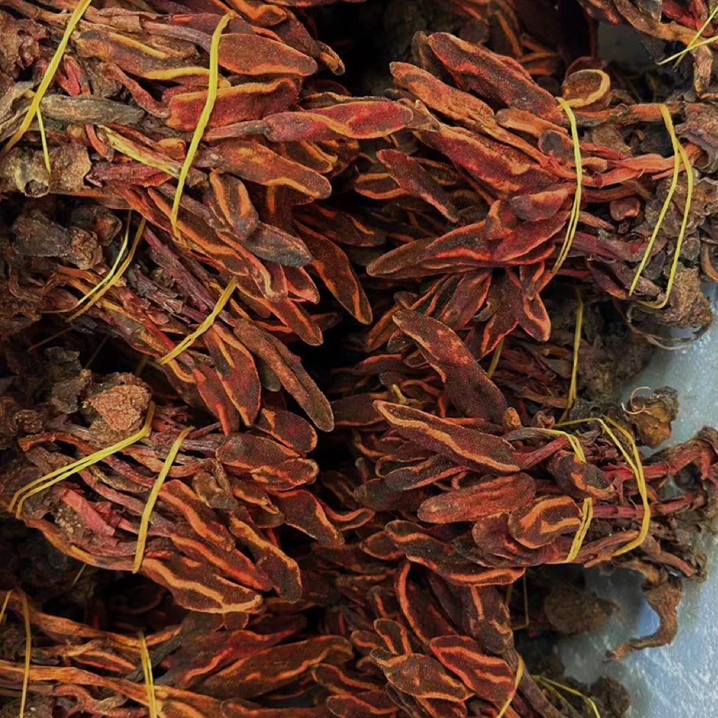 深山野生回春草/回心草顶天柱 滋阴补肾、强筋健骨、养心安神