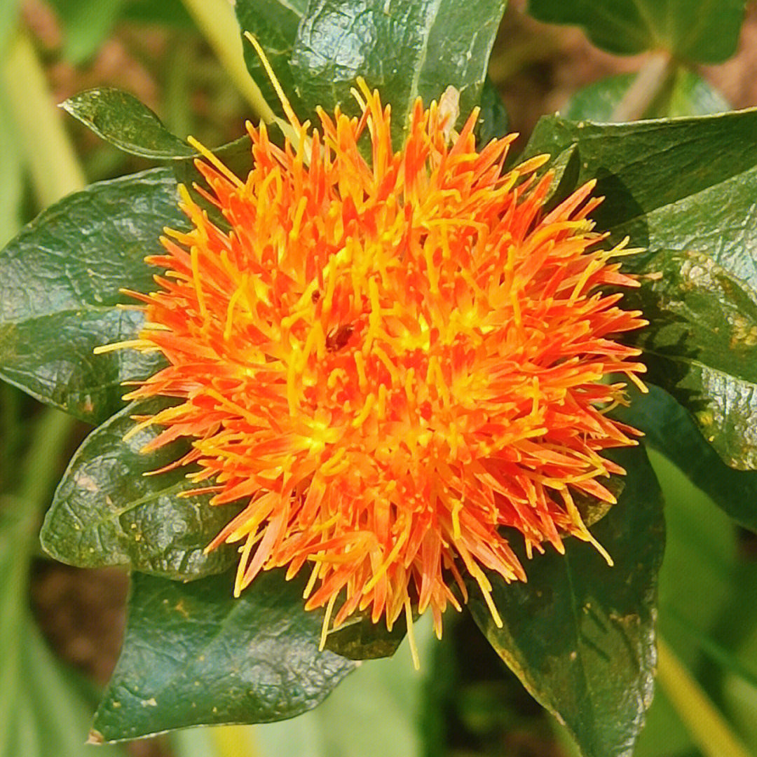 新疆特级红花  泡水活血通经、消肿止痛、散瘀消斑