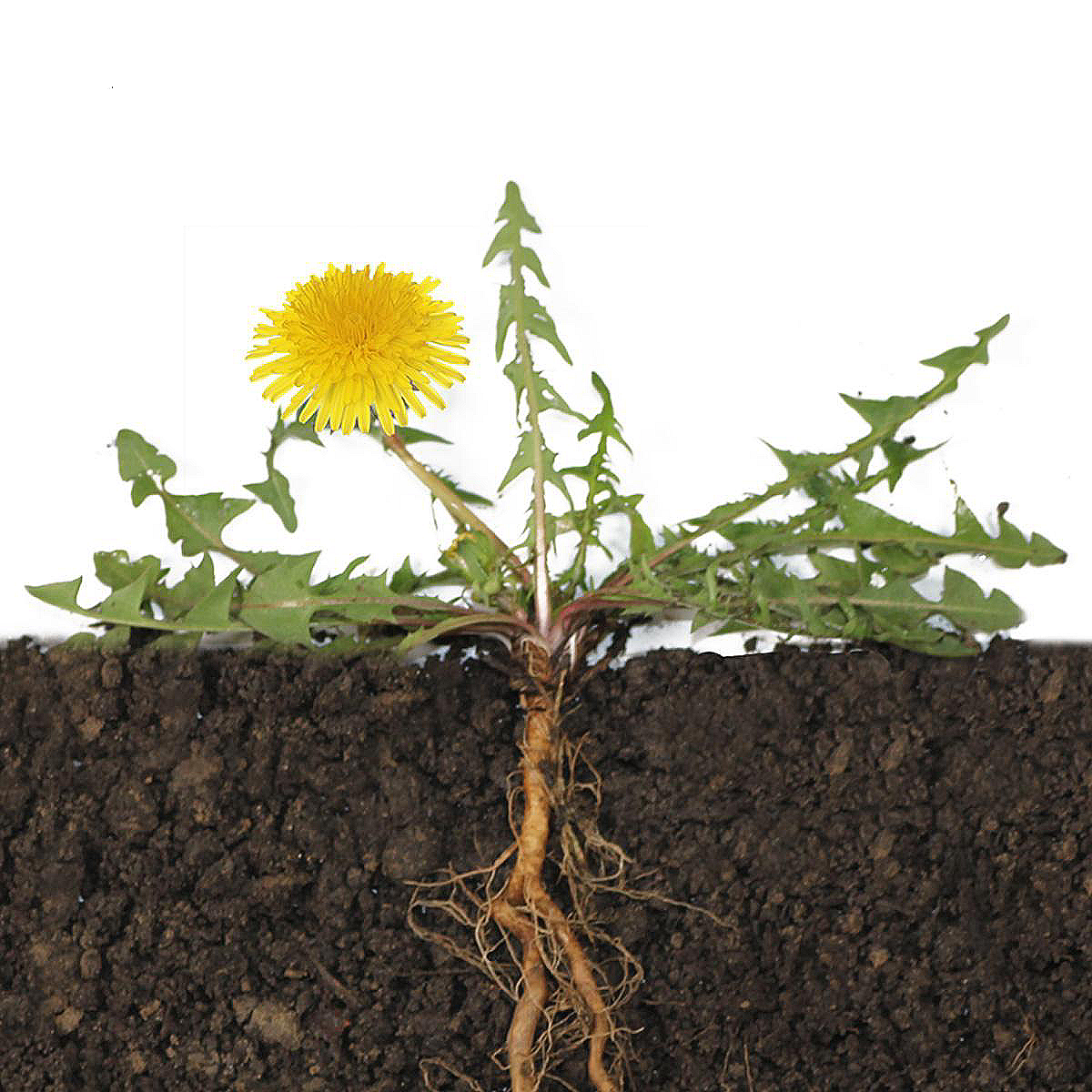 长白山炒蒲公英根茶16oz泡水强化肝脏、清热解毒、养肝明目 亚洲商店11