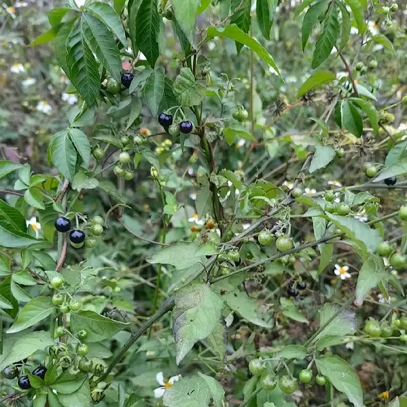 野生龙葵16oz泡水清热解毒、活血消肿化瘀 asianstore11