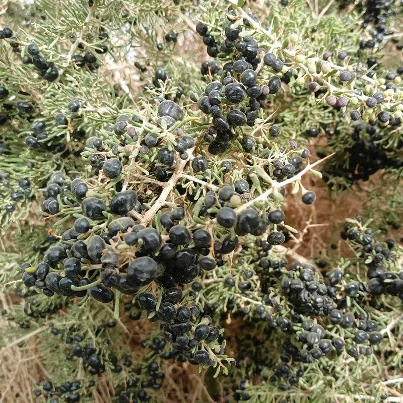 青海诺木洪黑枸杞子16oz天然野生大果 清肝明目、延缓衰老、滋补肝肾 亚洲商店11