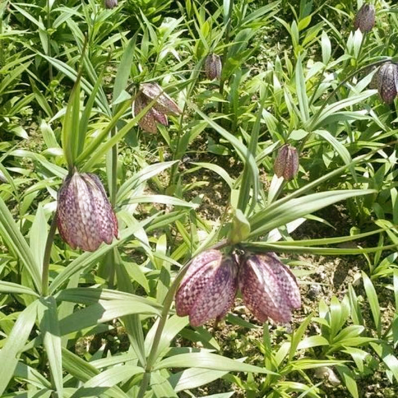 中药材 吉林长白山野生贝母16oz特级川贝母平贝母清热润肺、化痰止咳 亚洲商店11