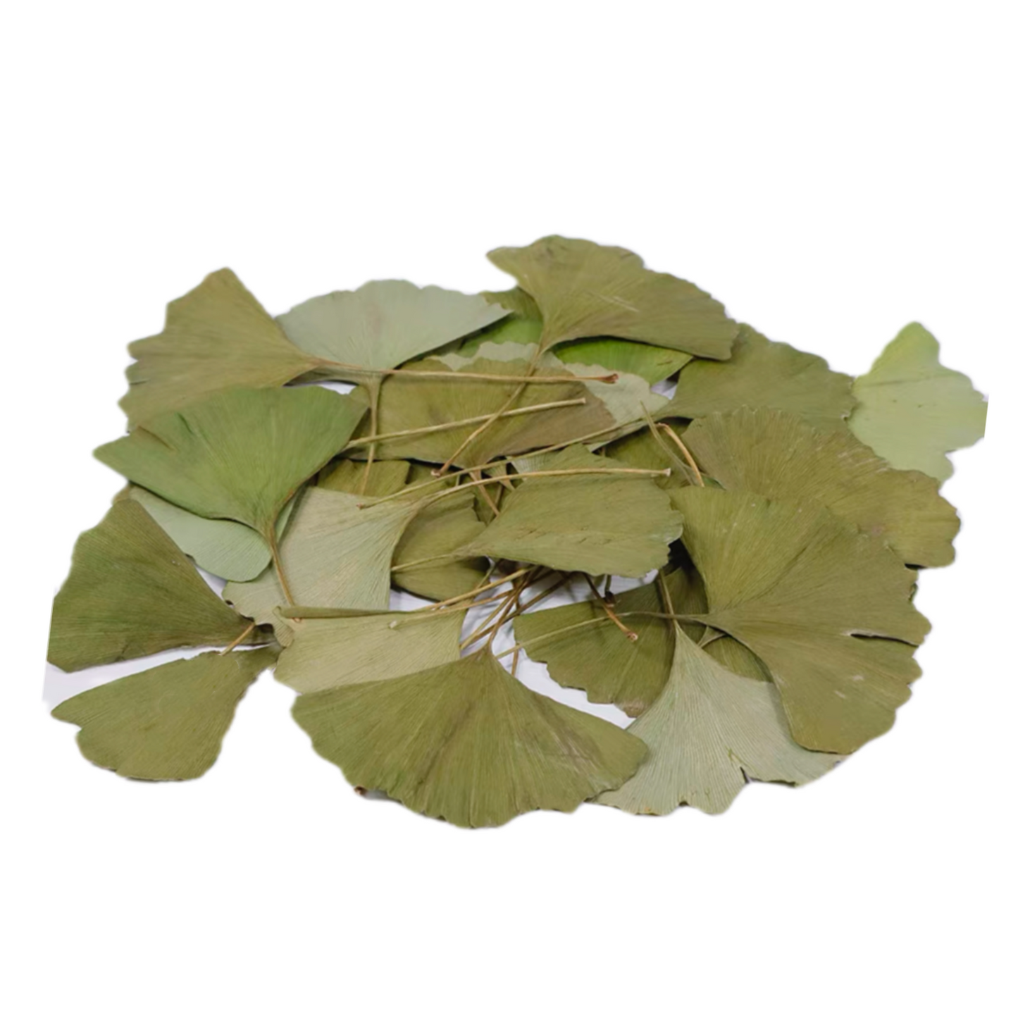 天然银杏叶 泡水活血化瘀、祛痰止咳、通络止痛