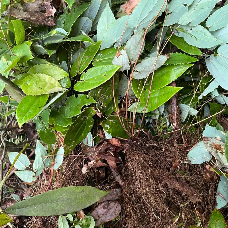 中药材 天然淫羊霍16oz泡水具补肾阳,强筋骨,祛风湿 亚洲商店11