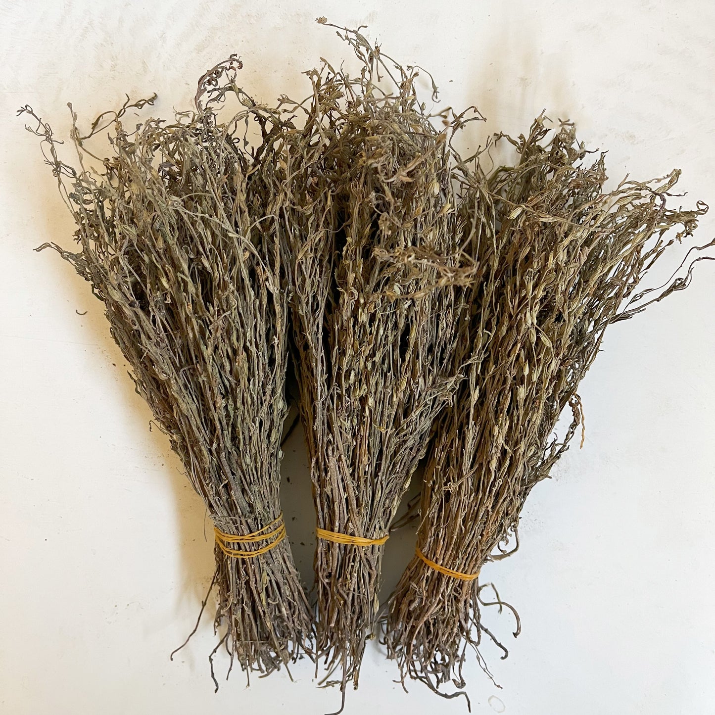 野生独脚金 小孩宝宝开胃消食疳积草