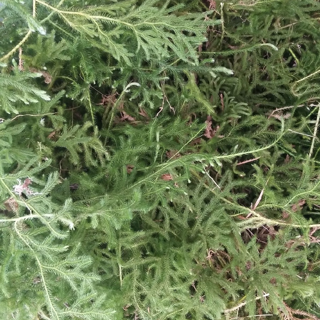 中药材 野生伸筋草16oz泡脚洗澡泡茶煲汤祛风除湿、舒筋活络 亚洲商店11