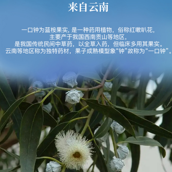 天然一口钟/野生红嗽叭花 𠧧水辛香料大全