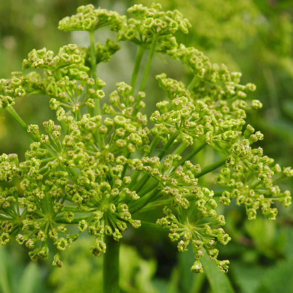 中药材 野生羌活16oz 解表散寒、祛风除湿、抗炎镇痛 亚洲商店11
