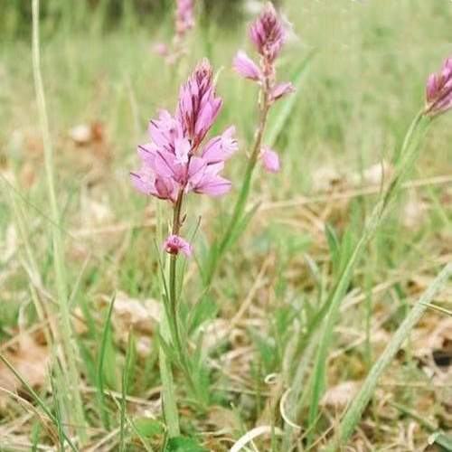 中药材 抽芯远志通16oz 具有交通心肾、消肿、祛痰止咳、益智镇静催眠 亚洲商店11