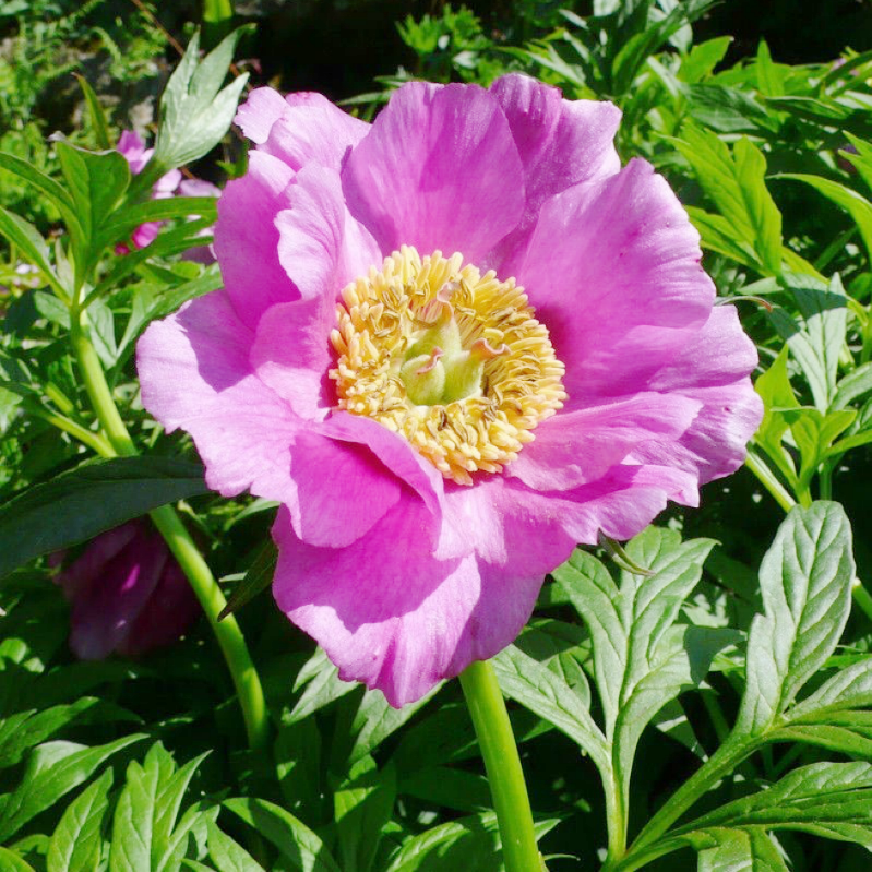 炒赤芍16oz 内蒙野生京赤芍 清热凉血、散瘀止痛不伤中 亚洲商店11