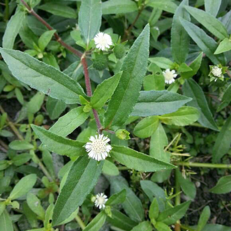 中药材 墨旱莲16oz天然野生乌发草具滋补肝肾 专功须发早白、视物昏花、牙齿松动 亚洲商店11