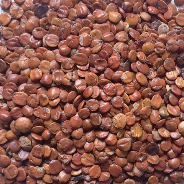 中药材滇酸枣仁 润肺养阴 宁心安神 补中益气