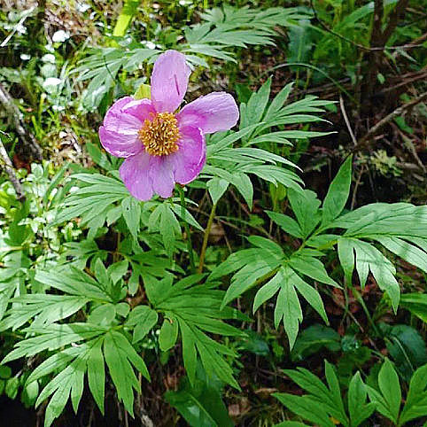 中药材 内蒙野赤芍16oz大圆片泡水清热凉血、散瘀止痛、镇静抗炎 亚洲商店11