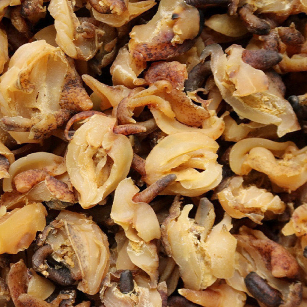 野生淡干海螺嘴/响螺头